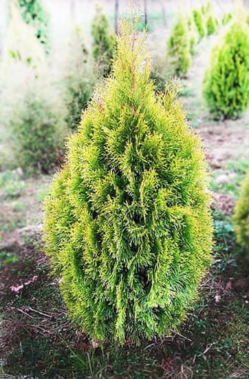 IGLACO Zerav západní Thuja occidentalis “Golden Smaragd” 90-110 cm