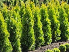 IGLACO Zerav západní Thuja occidentalis 'Jantar 110-140cm