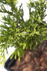 IGLACO Jalovec polehlý - Juniperus horizontalis "Lime Glow" 3L