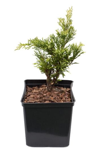 IGLACO Jalovec polehlý - Juniperus horizontalis "Lime Glow" 3L