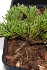 IGLACO Jalovec polehlý - Juniperus horizontalis " Ice Blue" 3L