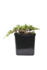 IGLACO Jalovec polehlý - Juniperus horizontalis " Ice Blue" 3L