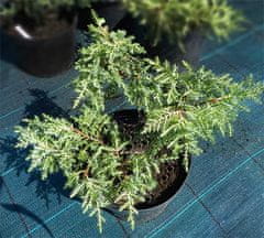 IGLACO Jalovec prostřední - Juniperus media "Gold Star" 3L