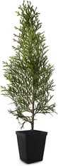 IGLACO Thuja Emerald 25 - 30 cm 1,5l jehličnan