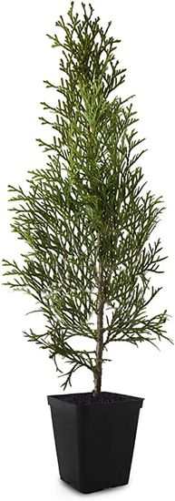 IGLACO Thuja Emerald 25 - 30 cm 1,5l jehličnan