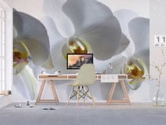 AG Design Bílá orchidej, vliesová fototapeta 360x270 cm