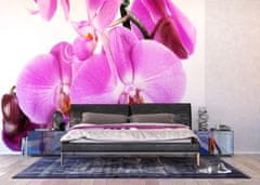 AG Design Fialová orchidej, fototapeta, 360x254 cm