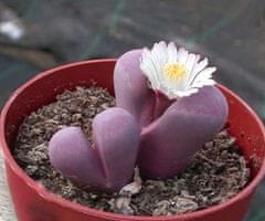 Kraftika 10 semen sukulentů lithops, "živé kamínky"