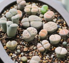 Kraftika 10 semen sukulentů lithops, "živé kamínky", mix