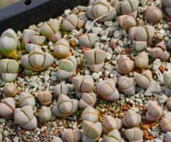 Kraftika 10 semen sukulentů lapidaria margaretae, karoo rose