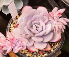 Kraftika 10 semen sukulentů echeveria laui