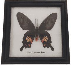 PETOS Trading Co. Obraz s motýlem - The Common Rose