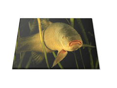 Glasdekor Skleněné prkénko sladkovodní ryba lín - Prkénko: 30x20cm