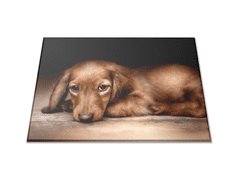 Glasdekor Skleněné prkénko hnědý pes jezevčík - Prkénko: 40x30cm