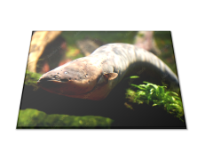 Glasdekor Skleněné prkénko sladkovodní ryba úhoř - Prkénko: 30x20cm