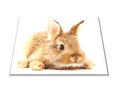 Glasdekor Skleněné prkénko hnědý králík - Prkénko: 30x20cm