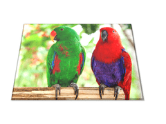 Glasdekor Skleněné prkénko papoušek para eclektus - Prkénko: 30x20cm