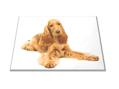Glasdekor Skleněné prkénko ležící pes kokršpaněl - Prkénko: 40x30cm