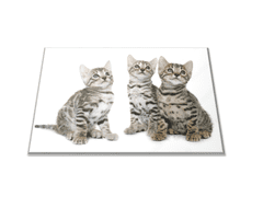 Glasdekor Skleněné prkénko koťata kočky bengalské - Prkénko: 30x20cm