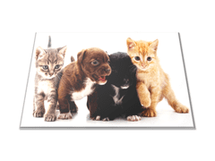 Glasdekor Skleněné prkénko malé kočky a psi - Prkénko: 30x20cm