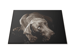 Glasdekor Skleněné prkénko pes výmarský ohař - Prkénko: 30x20cm