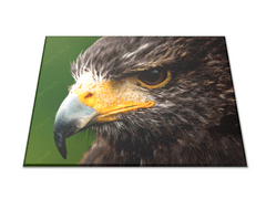 Glasdekor Skleněné prkénko dravý pták jestřáb - Prkénko: 30x20cm