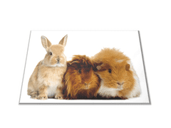 Glasdekor Skleněné prkénko králík a morče - Prkénko: 30x20cm