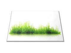 Glasdekor Skleněné prkénko zelená tráva na bílém podkladu - Prkénko: 40x30cm