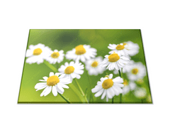 Glasdekor Skleněné prkénko květy heřmánku - Prkénko: 40x30cm