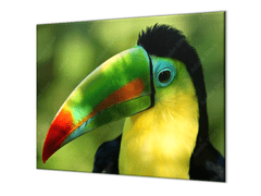 Glasdekor Ochranné sklo za varnou desku papoušek tukan - Ochranná deska: 65x65cm, Lepení na zeď: S lepením na zeď