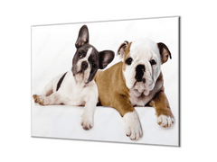 Glasdekor Ochranná deska pes buldog a anglický buldoček - Ochranná deska: 40x60cm, Lepení na zeď: S lepením na zeď