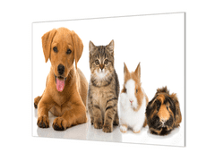 Glasdekor Ochranná deska zvířata pes, kočka, králík, morče - Ochranná deska: 55x90cm, Lepení na zeď: Bez lepení na zeď