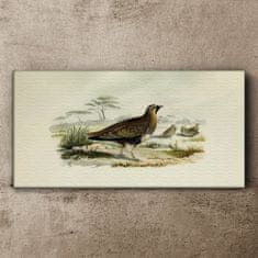COLORAY.CZ Obraz na plátně Ptáci divoká zvířata 140x70 cm
