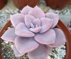 Kraftika 10 semen sukulentů graptopetalum pentandrum v superbum