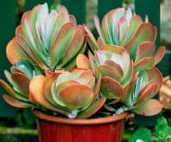 Kraftika 10 semen sukulentů kalanchoe rotundifolia