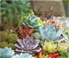 Kraftika 10 semen sukulentů echeveria mix