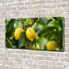 Wallmuralia Foto obraz skleněný horizontální Citrony na stromě 120x60 cm 2 úchytky