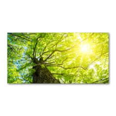 Wallmuralia Foto obraz fotografie na skle Kaštan jaro 140x70 cm 2 úchytky