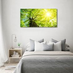 Wallmuralia Foto obraz fotografie na skle Kaštan jaro 100x50 cm 4 úchytky