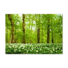 Wallmuralia Foto obraz skleněný horizontální Květiny v lese 100x70 cm 2 úchytky