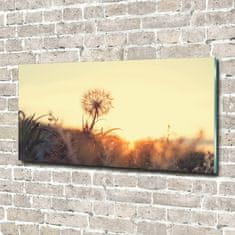 Wallmuralia Foto-obraz fotografie na skle Pampeliška 140x70 cm 4 úchytky