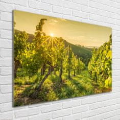 Wallmuralia Foto obraz skleněný horizontální Vinice 100x70 cm 4 úchytky