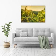 Wallmuralia Foto obraz skleněný horizontální Vinice 100x70 cm 4 úchytky