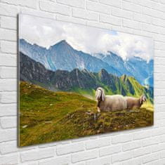 Wallmuralia Foto-obraz fotografie na skle Ovce v Alpách 100x70 cm 2 úchytky