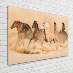 Wallmuralia Foto obraz skleněný horizontální Koně poušť 100x70 cm 4 úchytky
