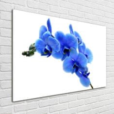 Wallmuralia Foto obraz fotografie na skle Modrná orchidej 100x70 cm 2 úchytky