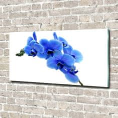 Wallmuralia Foto obraz fotografie na skle Modrná orchidej 120x60 cm 4 úchytky