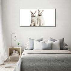 Wallmuralia Foto-obraz skleněný horizontální Bílé kočky 100x50 cm 4 úchytky