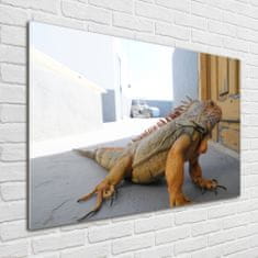 Wallmuralia Foto-obraz na skle Iguana 100x70 cm 4 úchytky