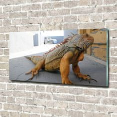 Wallmuralia Foto-obraz na skle Iguana 100x50 cm 2 úchytky